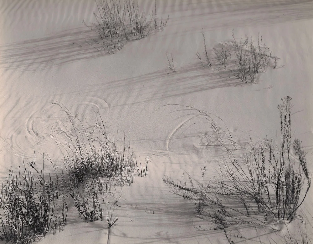 long shadows white dune flora