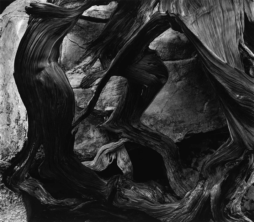 detail rough bristlecone pine bark