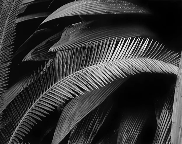 detailed fern