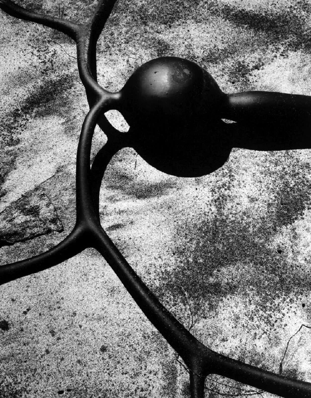 detail black kelp form