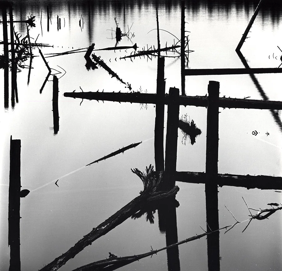 high contrast mirror reflection logs water