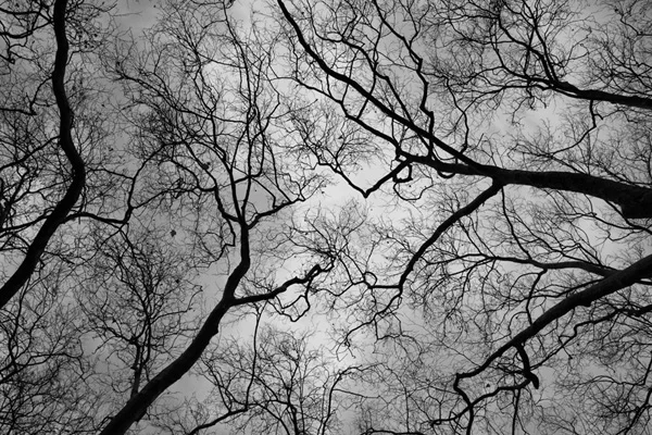 stark contrast branches against sky