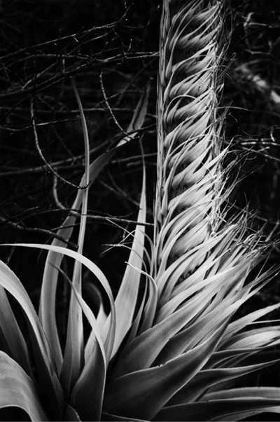 high contrast plant