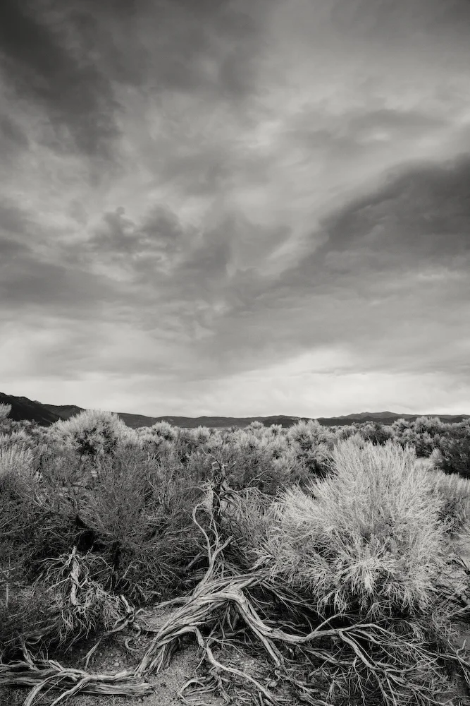 foreground desert plants open sky
