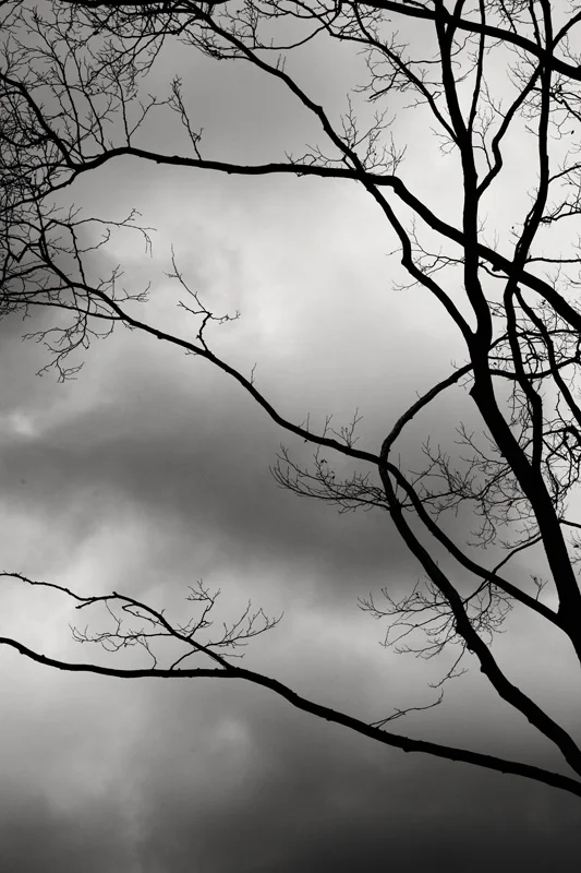 silhouette branches against overcast sky