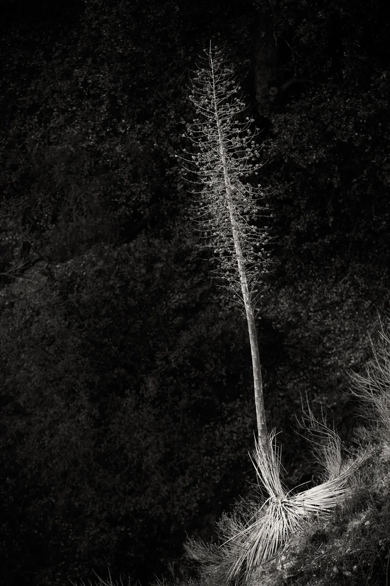 nighttime with tall narrow tree