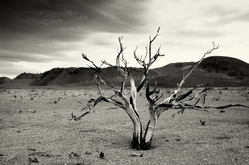 barren desert tree distant mountains