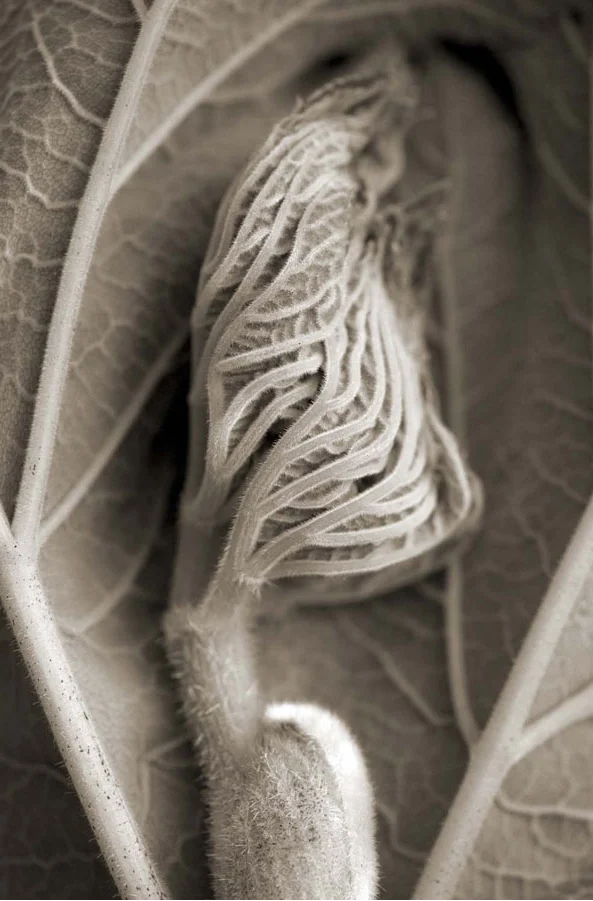 close up young veiny leaf