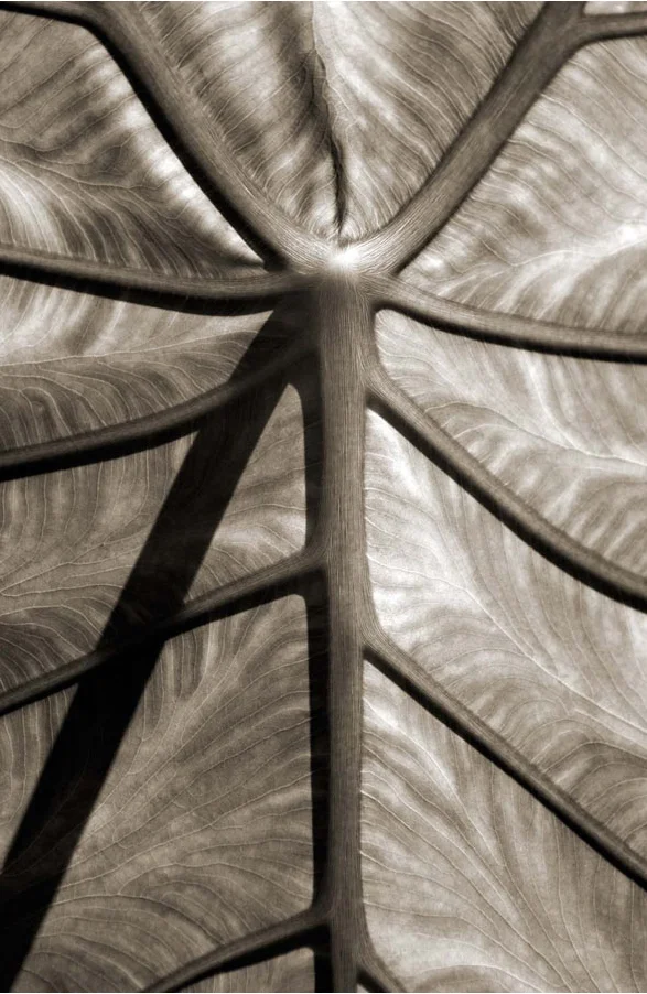 close up leaf abstract
