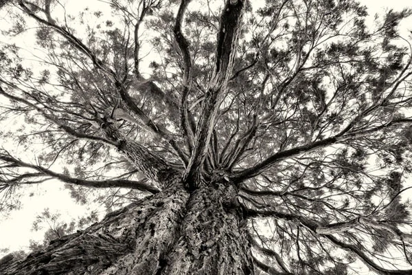 large tree and branches viewed from base