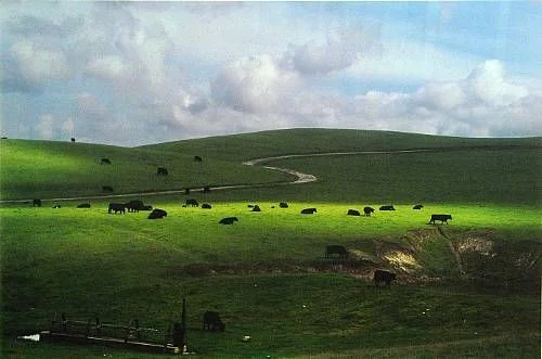 cows on green pasture with winding road