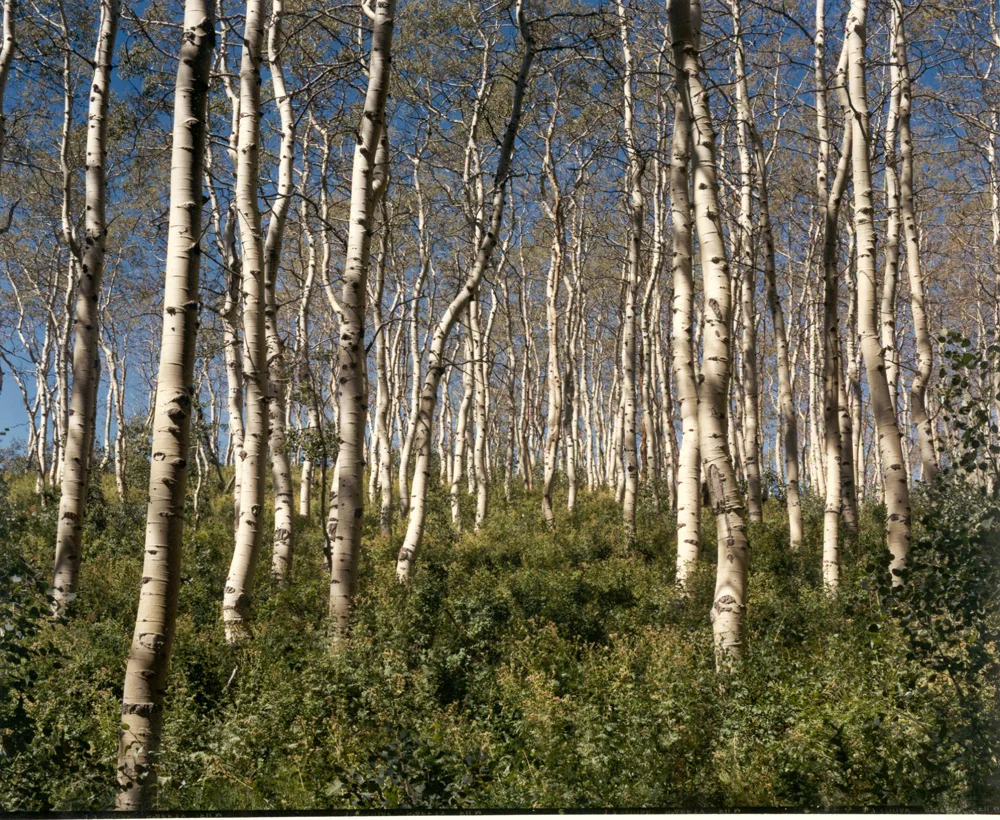 tall spindly tree trunks