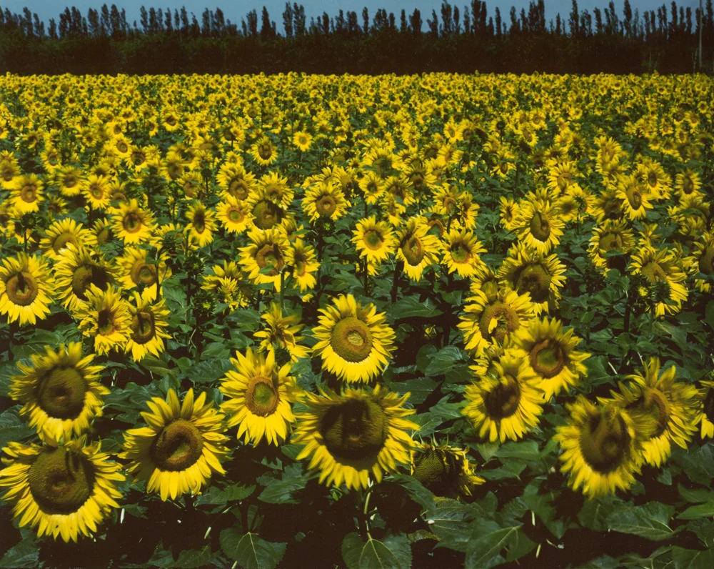 field of sunflowers