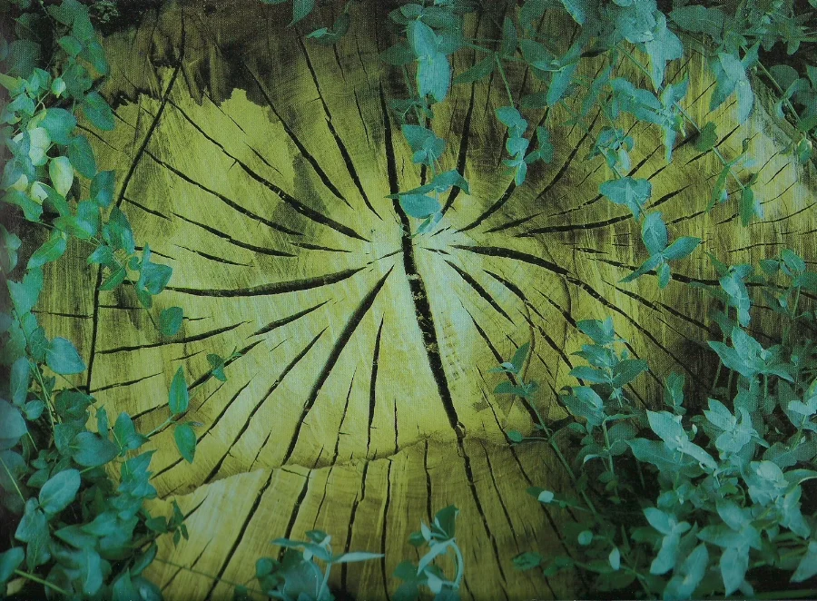 close up of tree stump texture with leaves