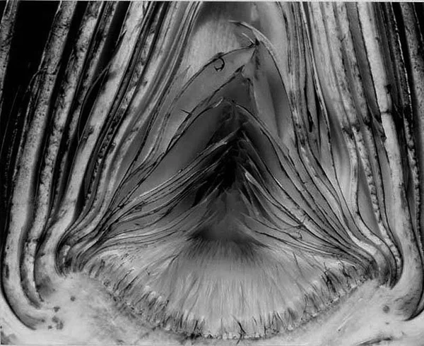 Artichoke
