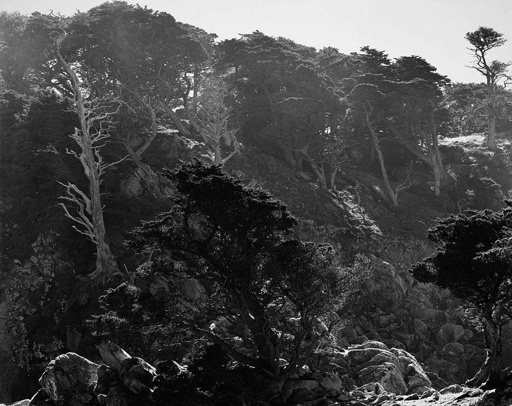 mist cypress forest