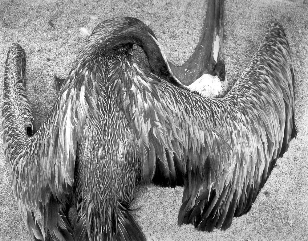 Pelican