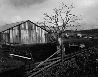 barn cows fence tree