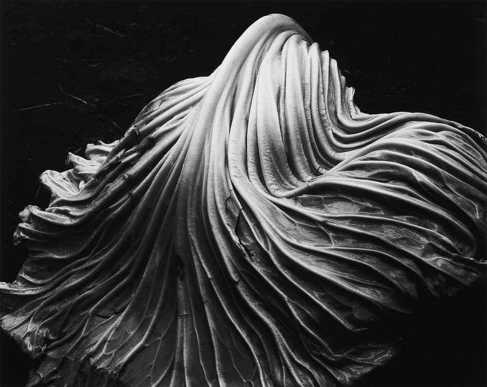 Cabbage Leaf