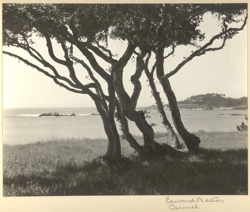 tress coastline