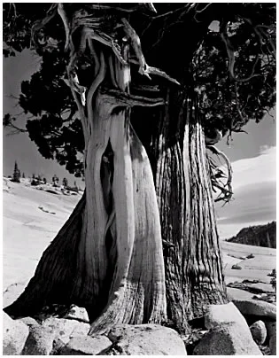 beach tree