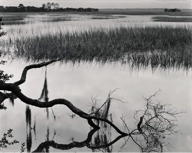 low country marsh sea grass