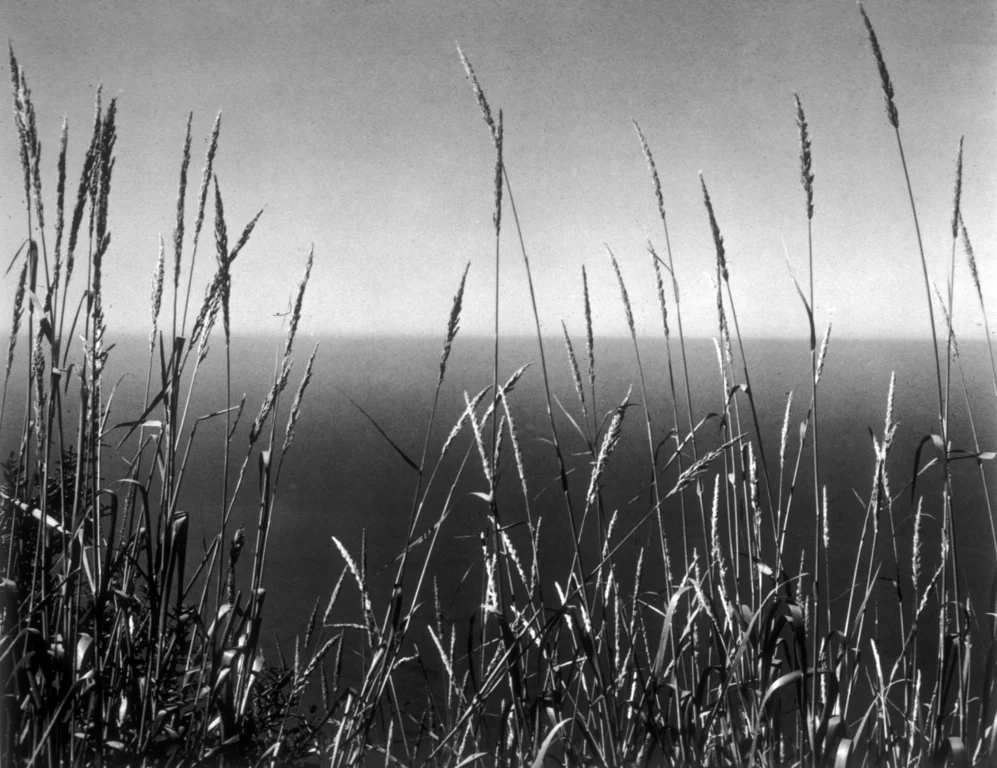 Grass Against Sea