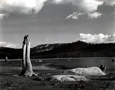 tall tree stump by lake