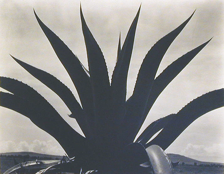 Maguey Cactus plant