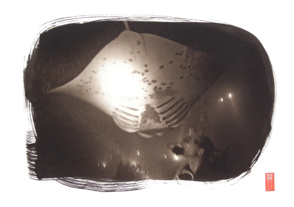 diver and belly of manta ray in flash light underwater