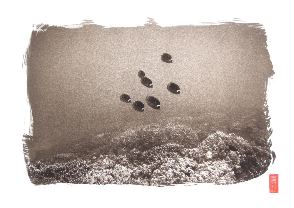 seven fish swimming by reef
