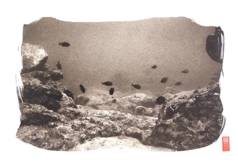 small group of black fish underwater by reef