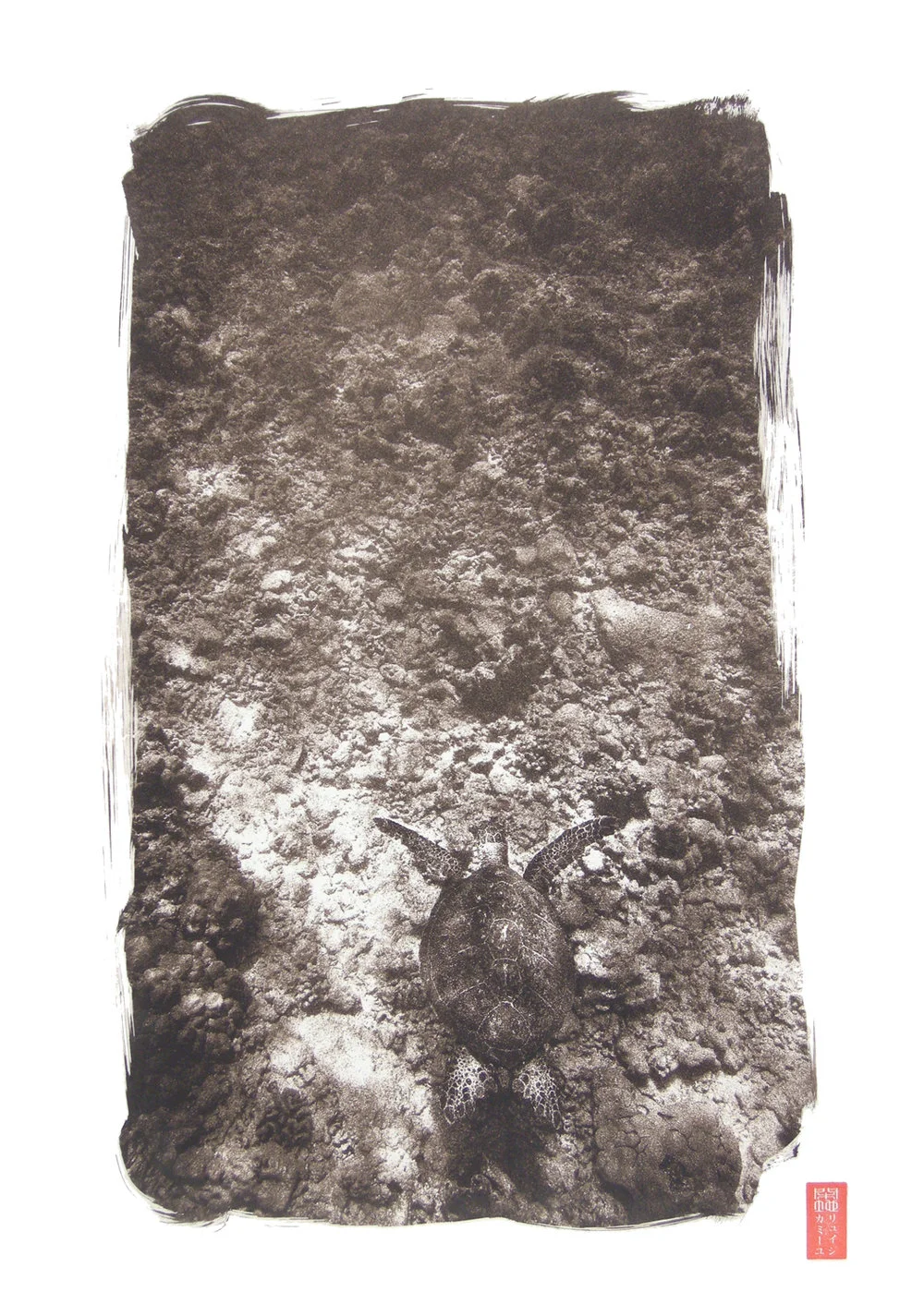 view downward at textured reef and sea turtle