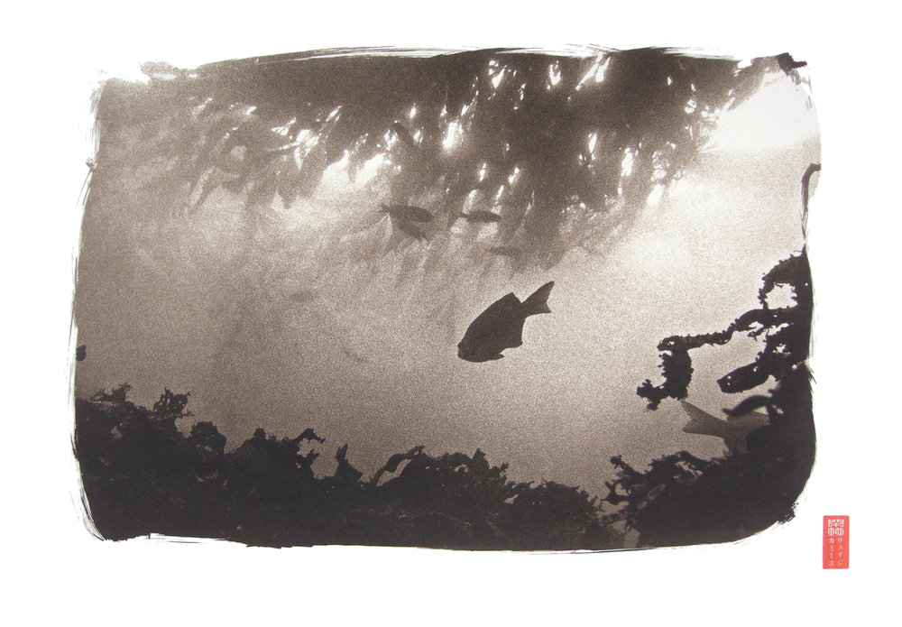 silhouette fish light shining through kelp in water