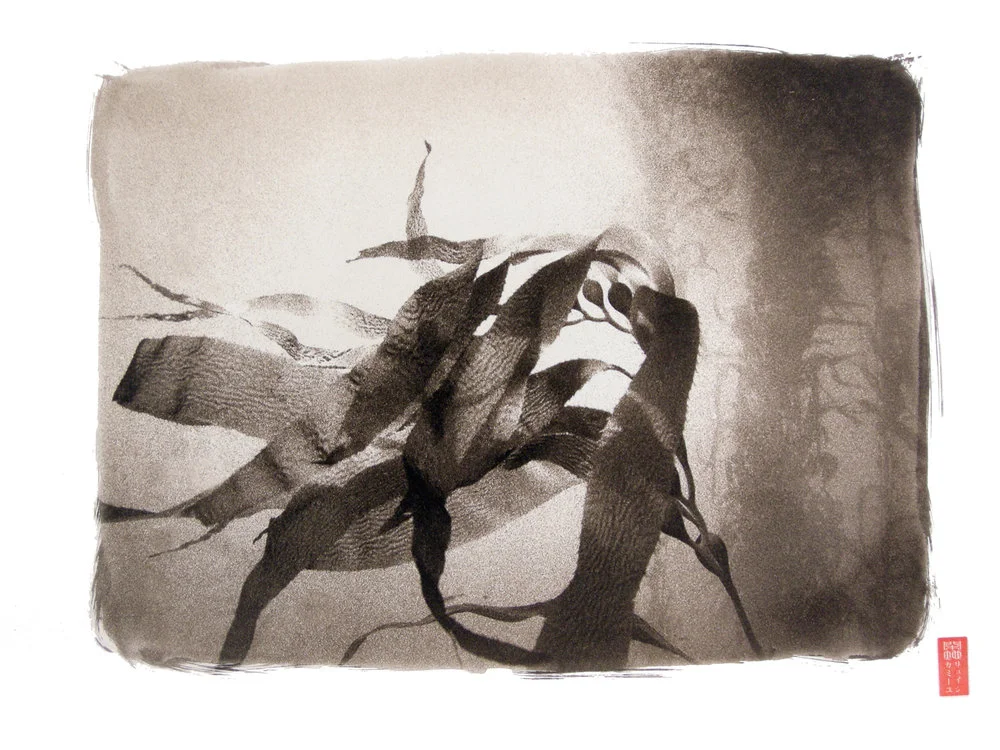 detail kelp form underwater