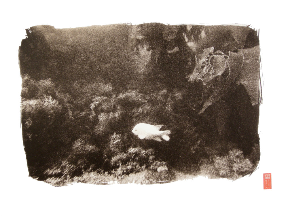 white fish against sea plant life underwater