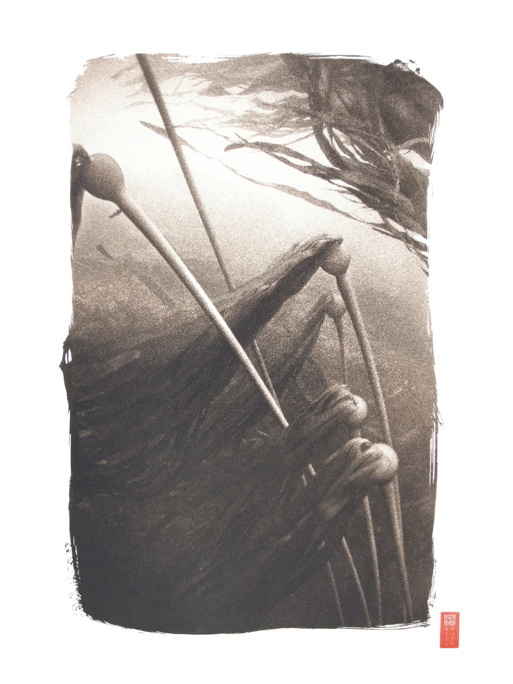 detail kelp wavy strands underwater
