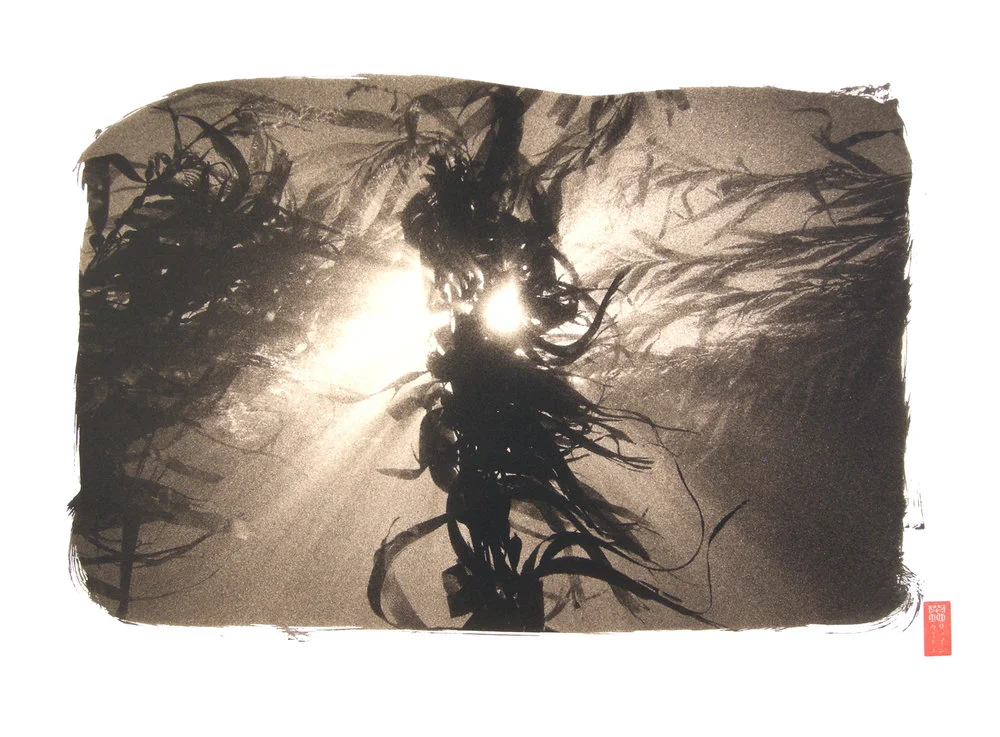 view up to bright sun shining through kelp in water