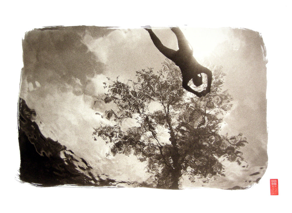 view beneath swimmer against abstracted tree form