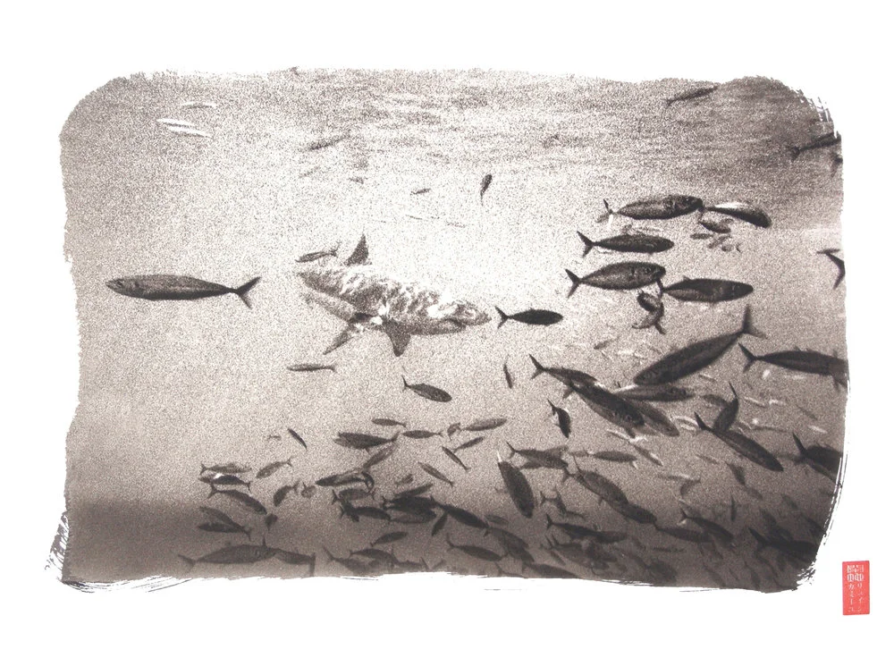 shark and school of dark fish