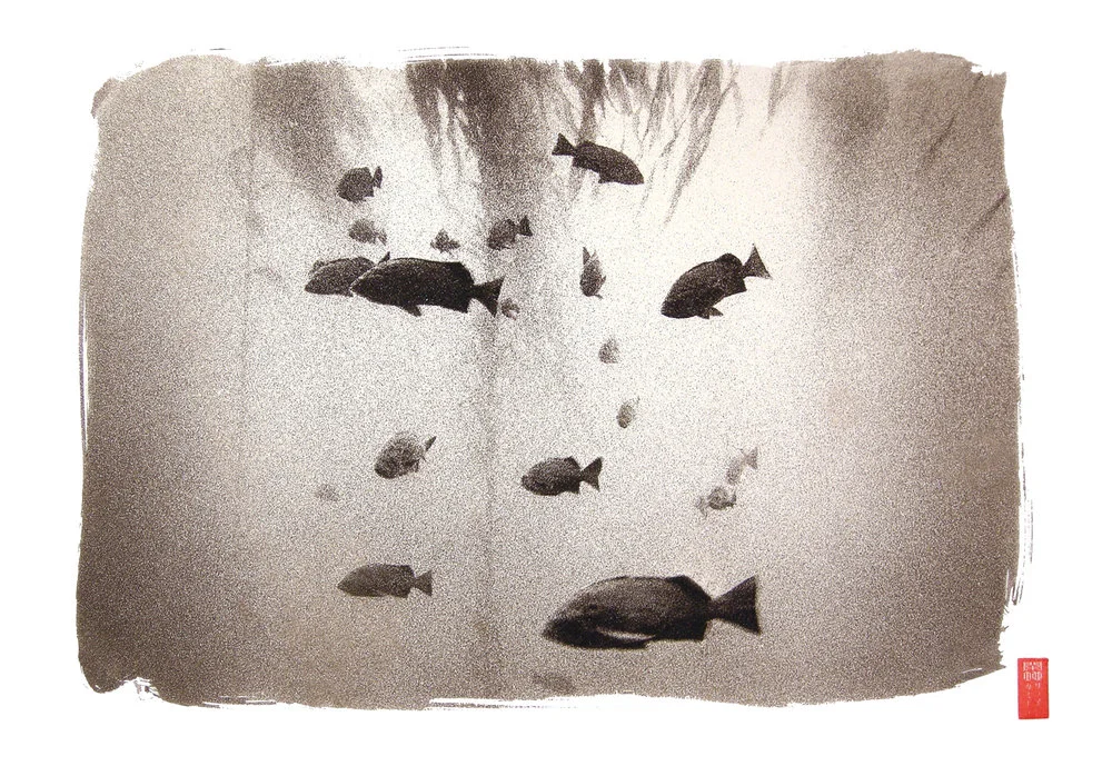 dark silhouetted fish against light and kelp