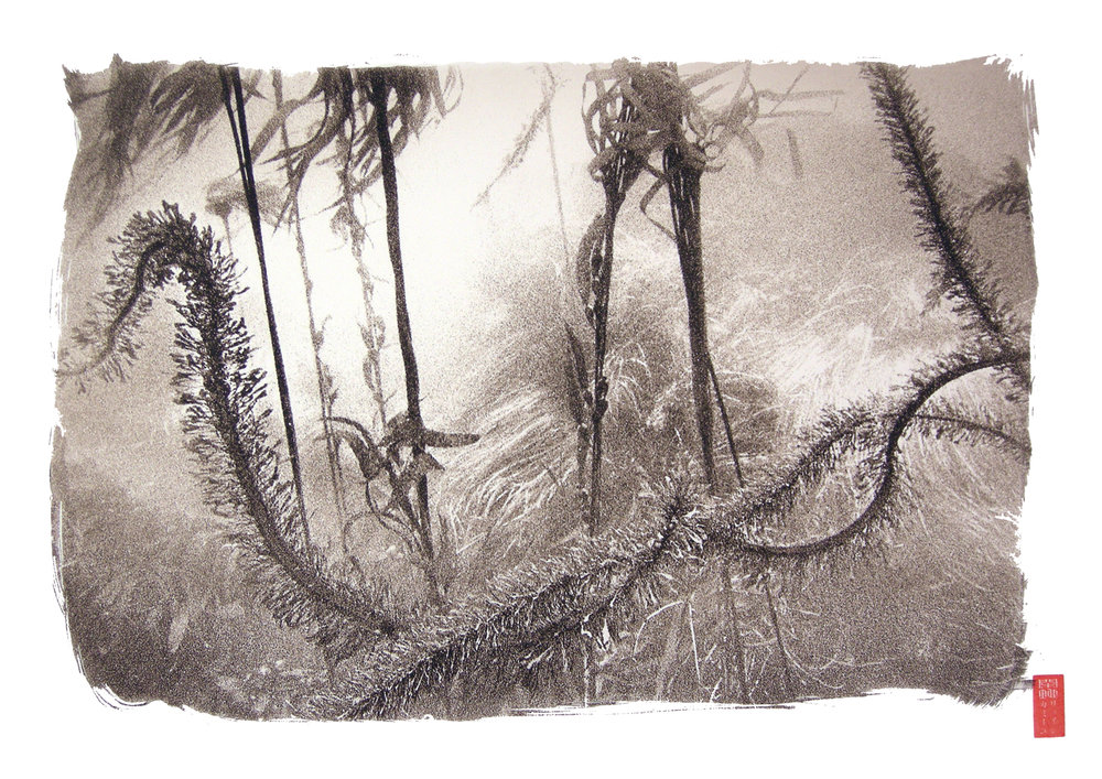 various kelp forms underwater