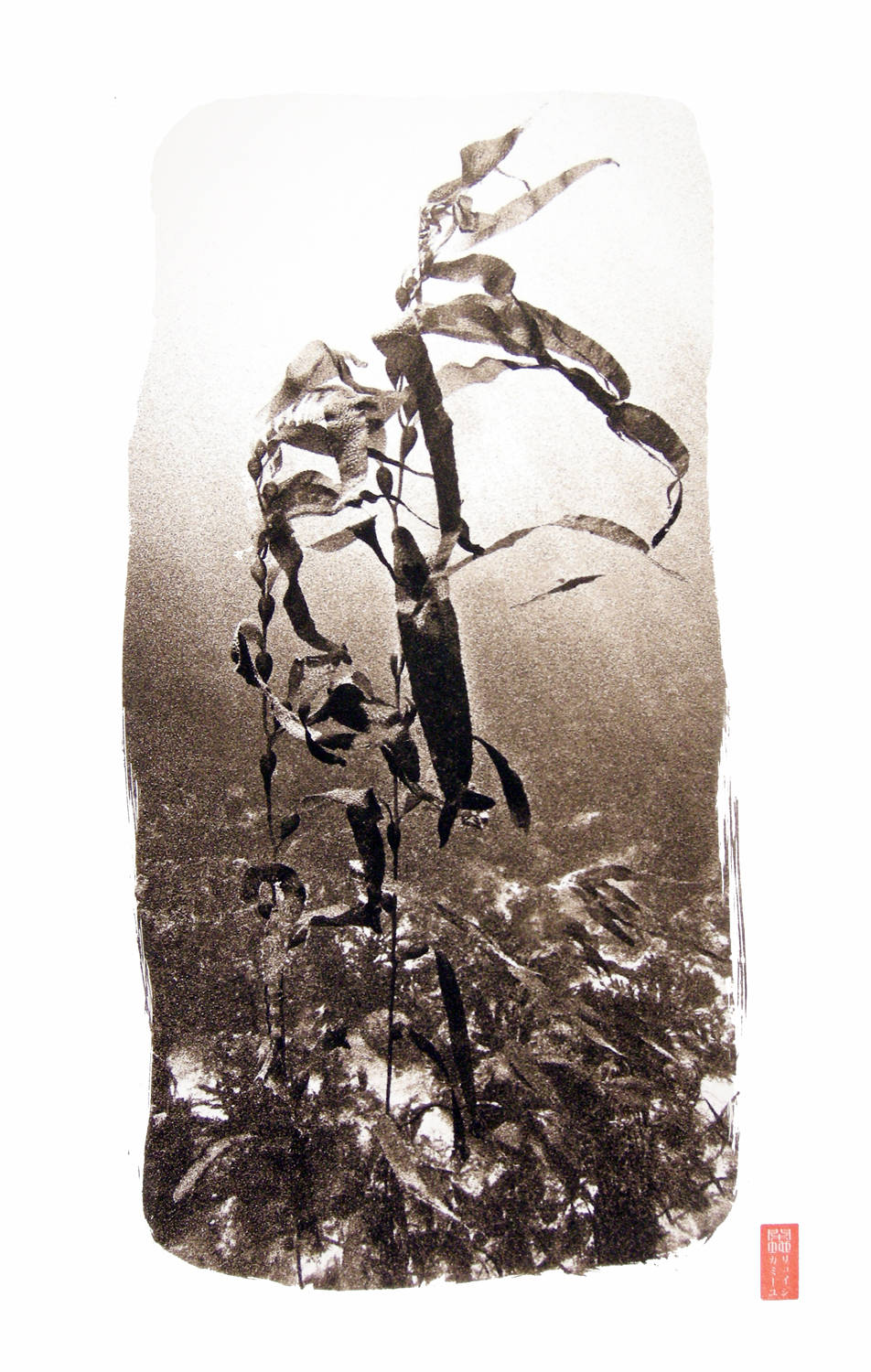 high contrast kelp form underwater