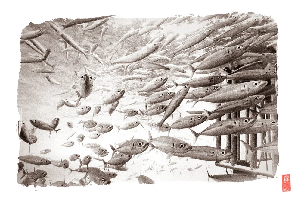 wide eyed mackerel swimming by underwater cage