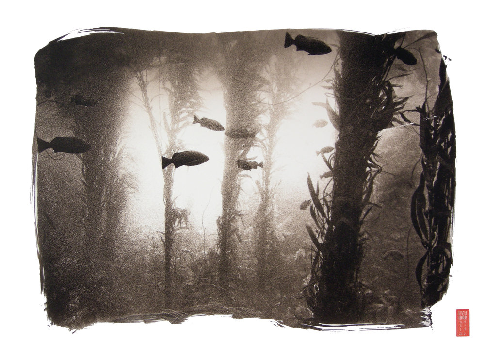 dim kelp forest fish swimming background light