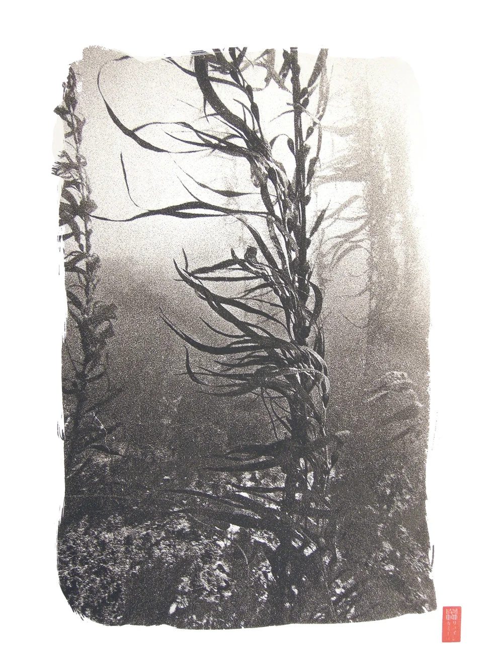 wavy kelp underwater