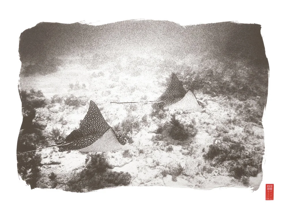 two eagle rays in mid flap near sea floor