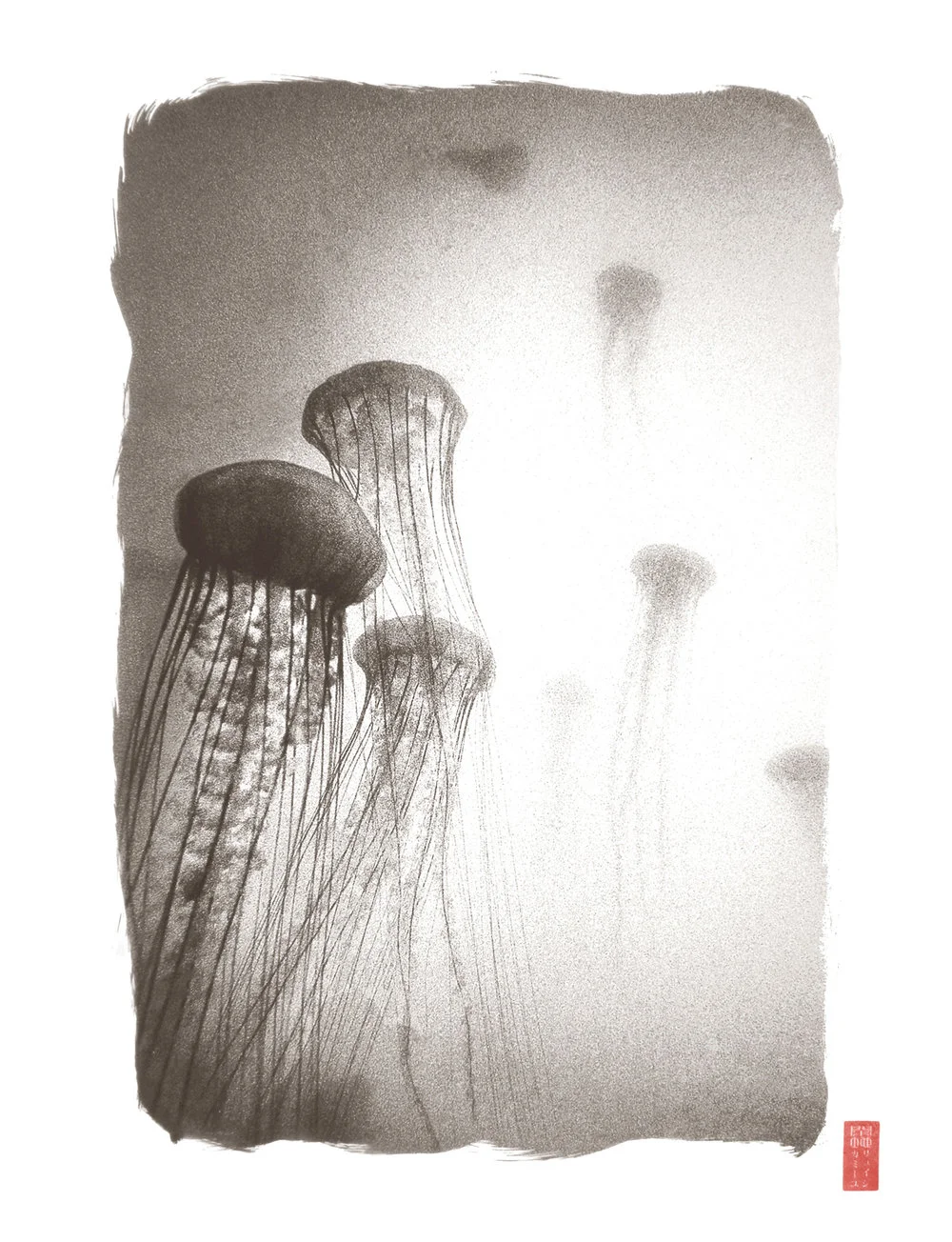 group of jelly fish long tendrils