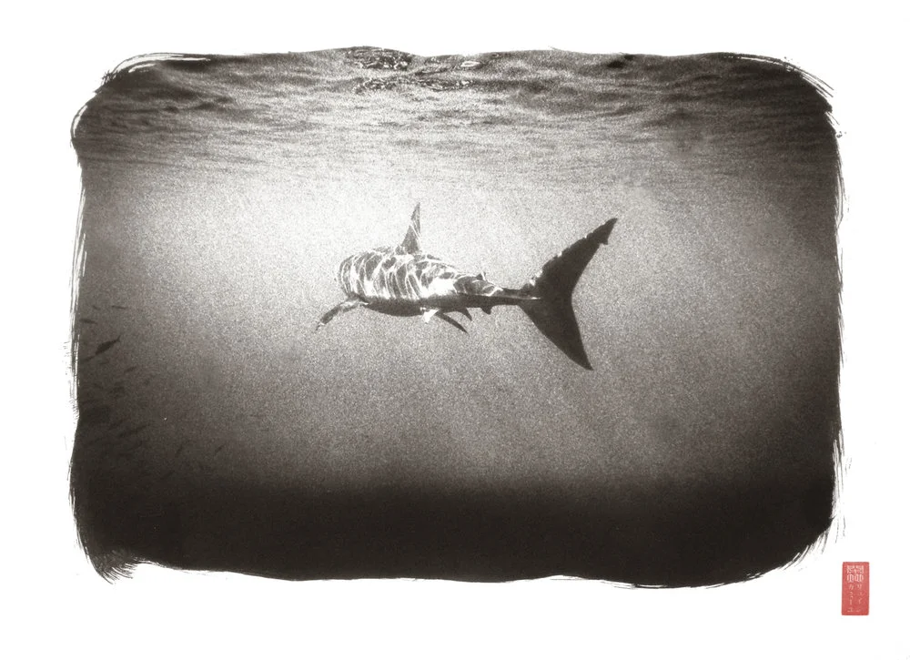 shark as seen from behind water caustics light beams