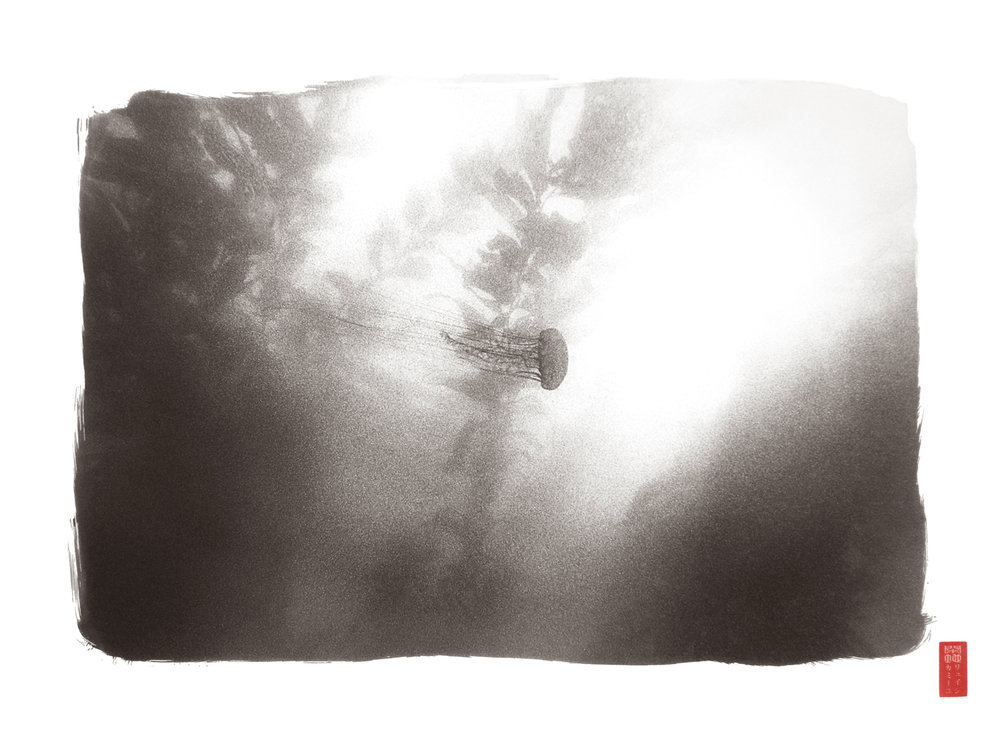 horizontally swimming jellyfish amongst kelp